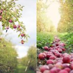 Huerta de manzanas en Quebec, Canadá