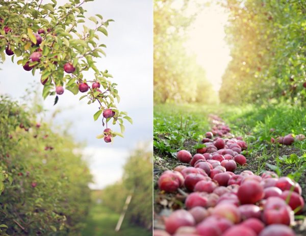 Huerta de manzanas en Quebec, Canadá